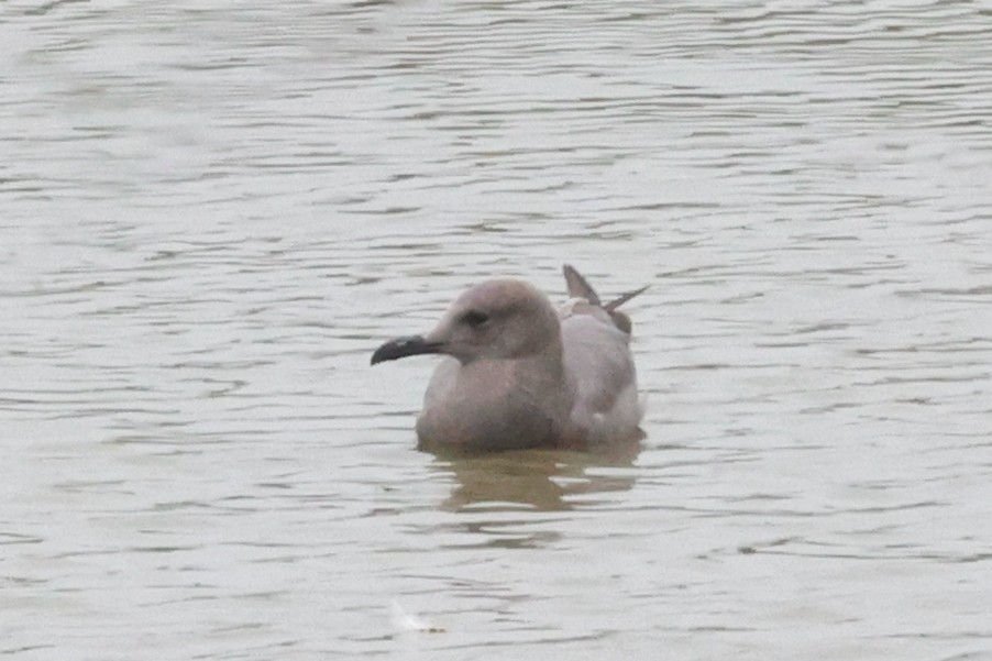 Kül Rengi Martı - ML644831160