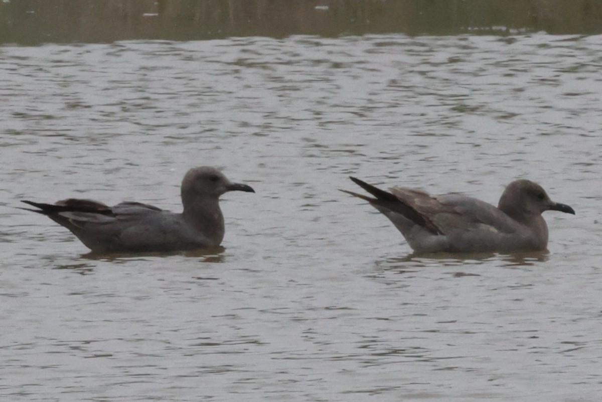 Kül Rengi Martı - ML644831161