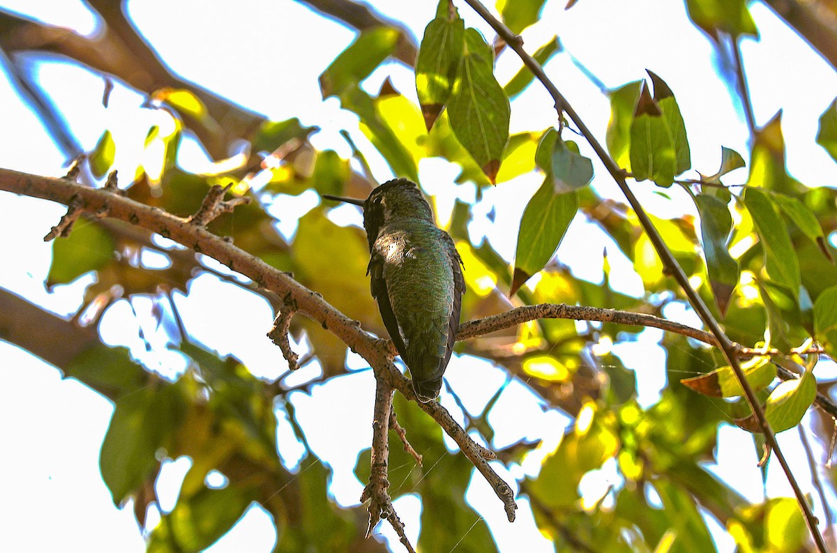 Anna's Hummingbird - ML644831164