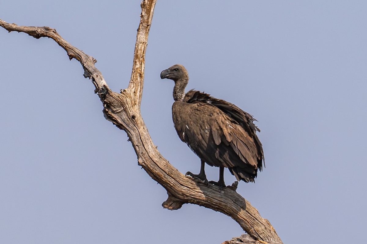 Ak Sırtlı Akbaba - ML644831180