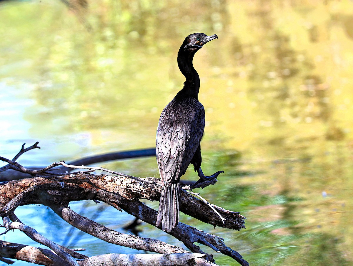 Neotropic Cormorant - ML644831187