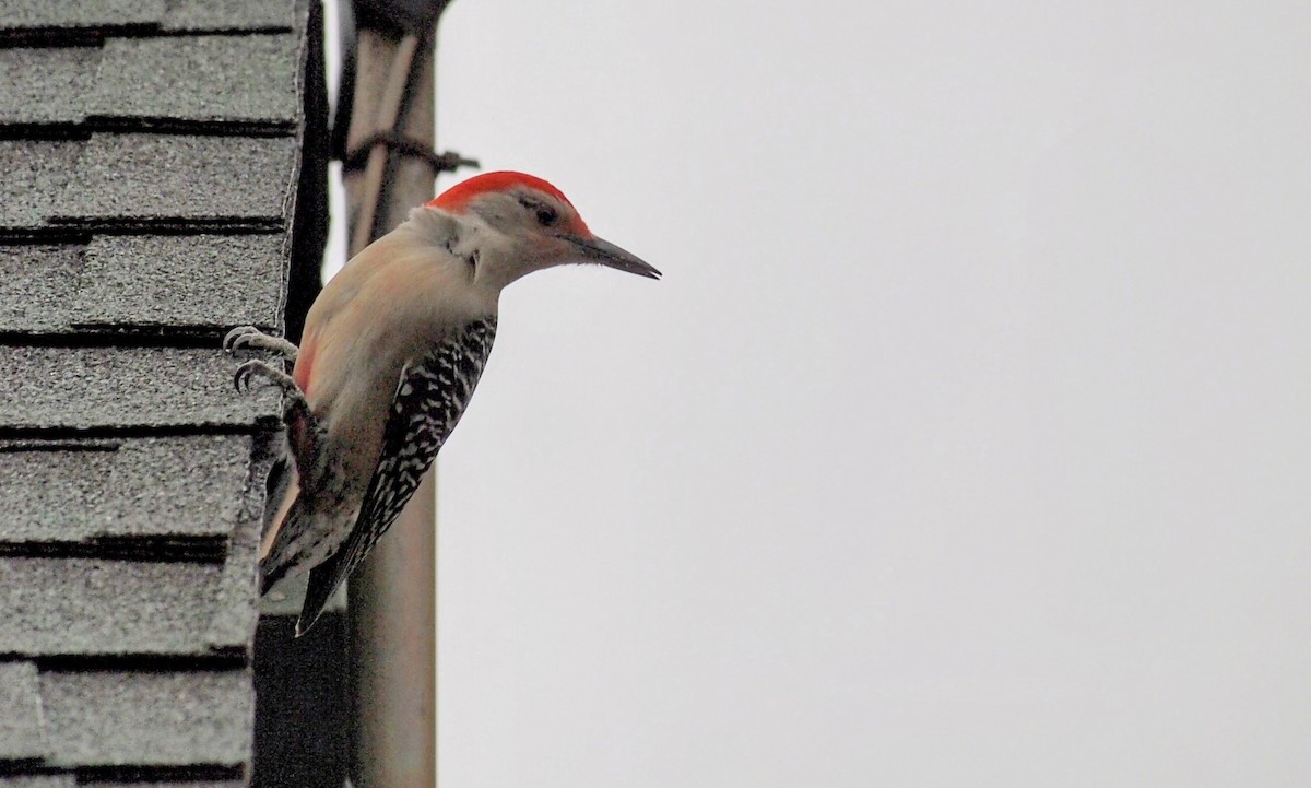 Carolinaspecht - ML644831194