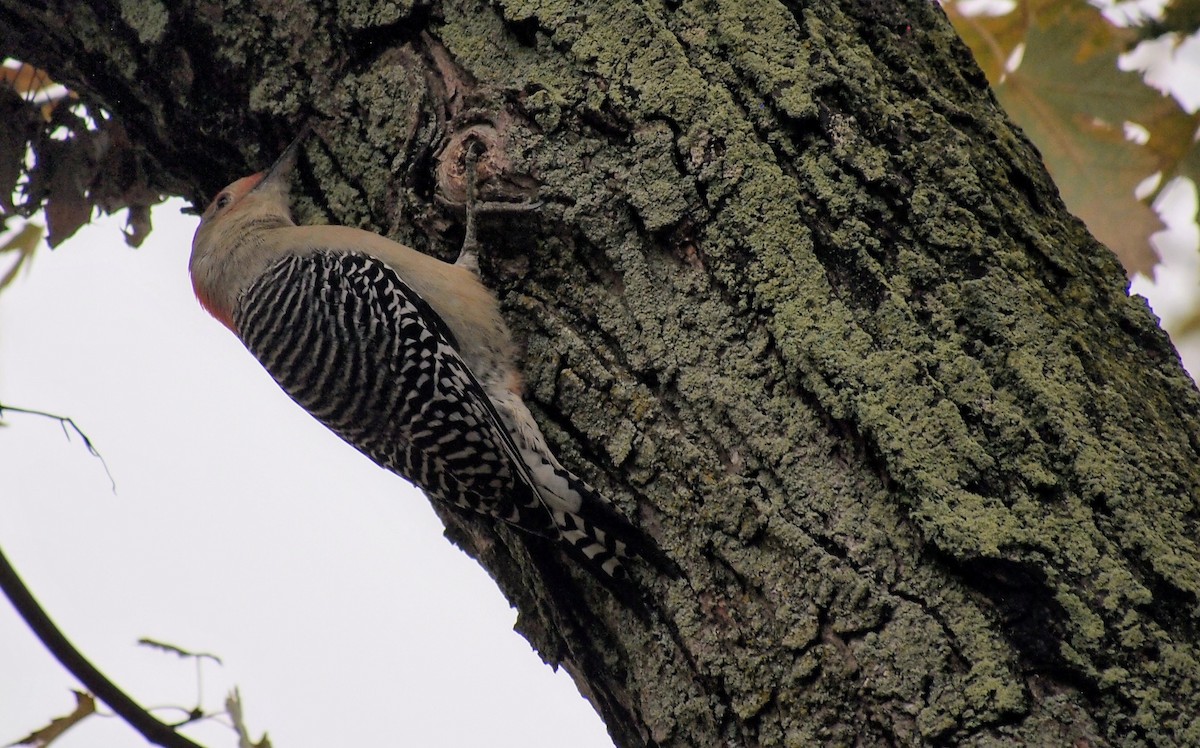 Carolinaspecht - ML644831204