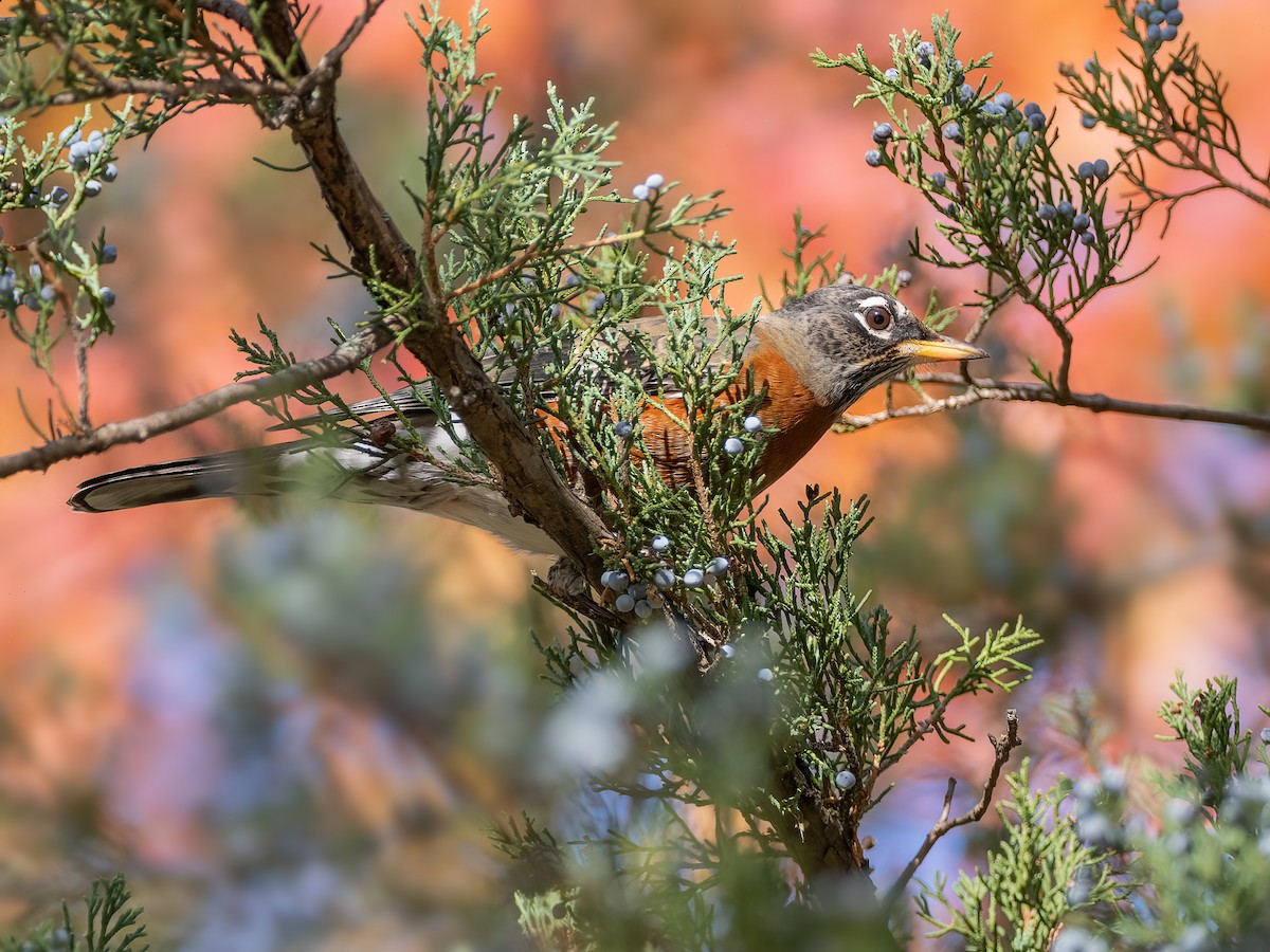Странствующий дрозд - ML644831216