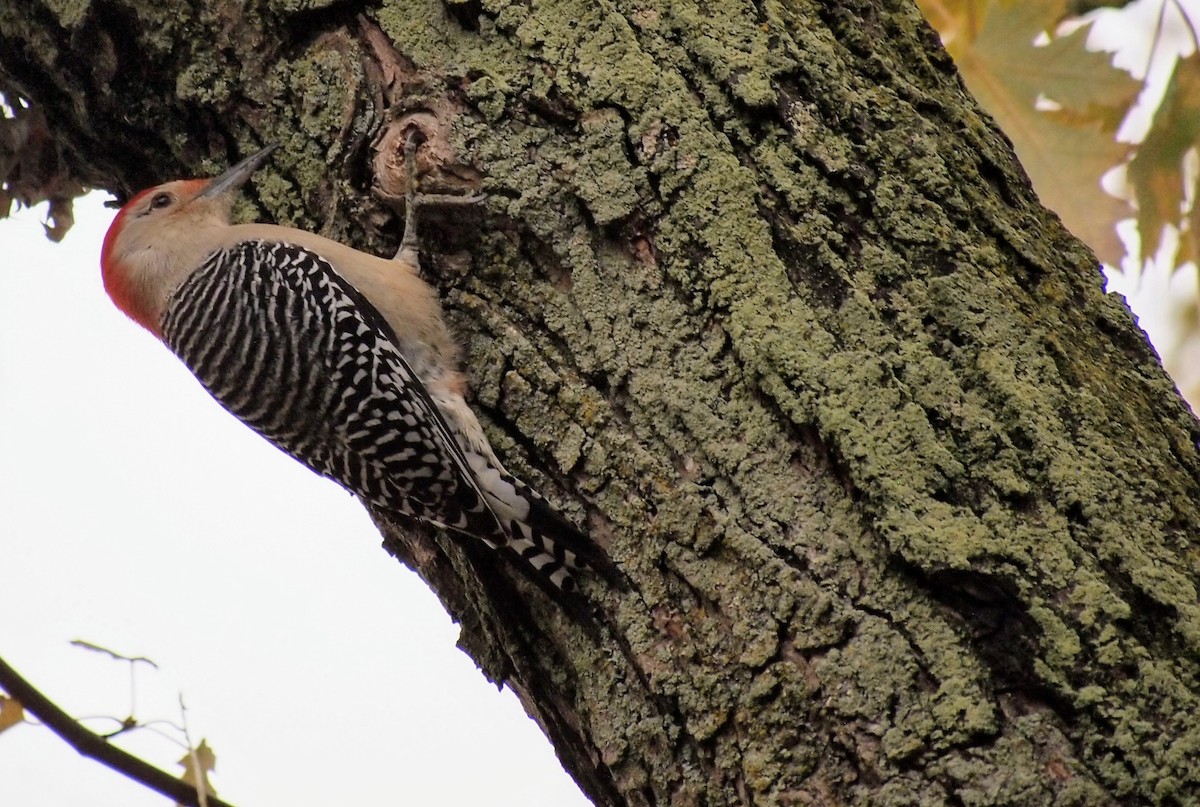 Carolinaspecht - ML644831217