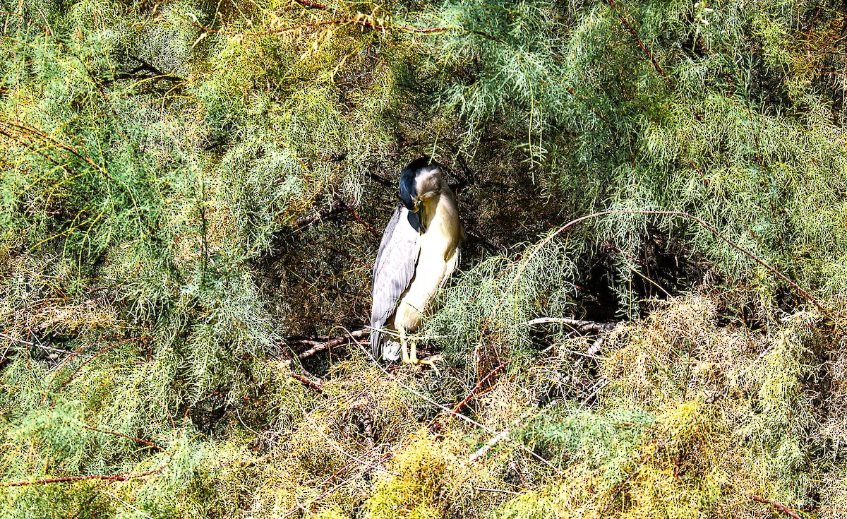 Black-crowned Night Heron - ML644831224