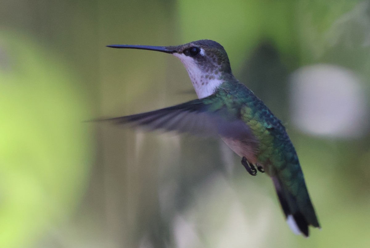 Рубиновогорлый колибри - ML644831226