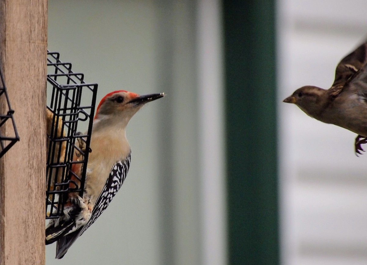 Carolinaspecht - ML644831227