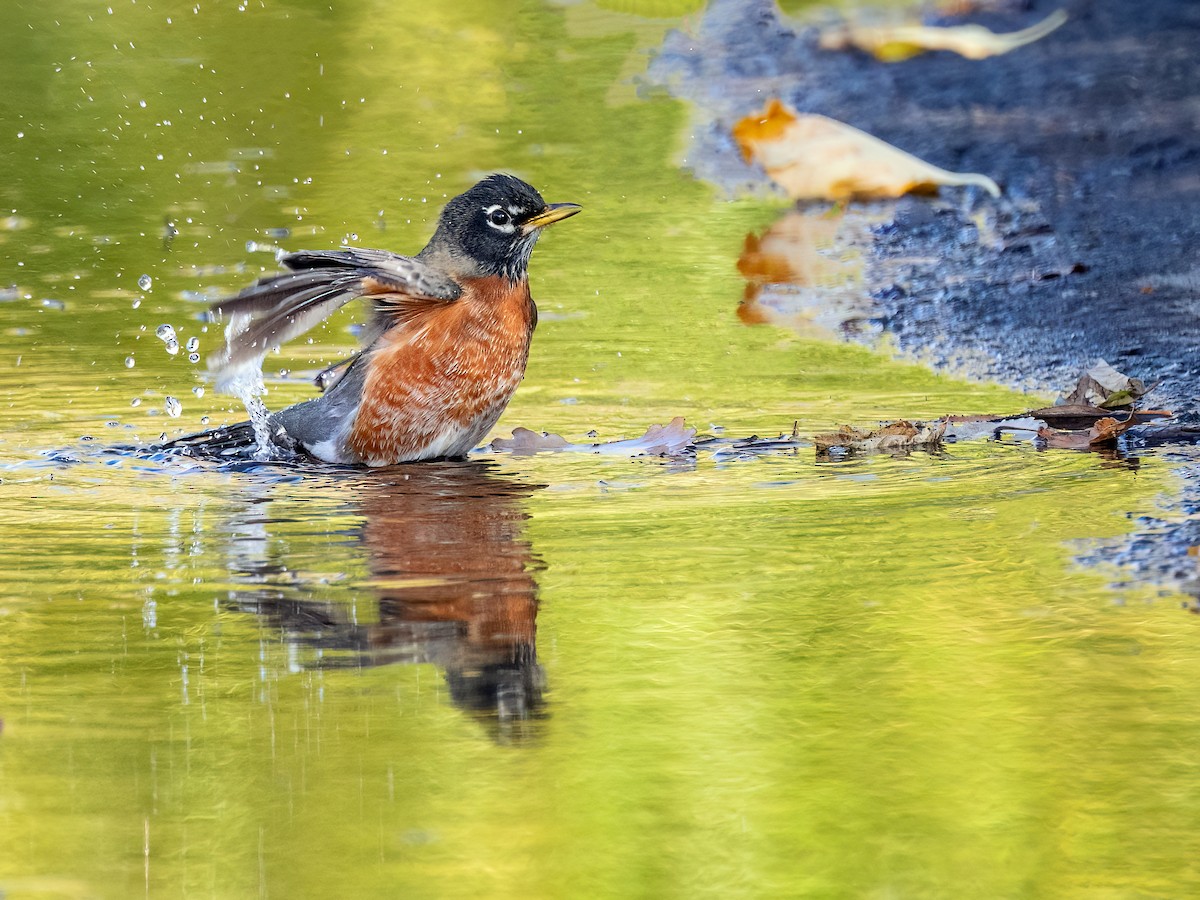 Странствующий дрозд - ML644831230
