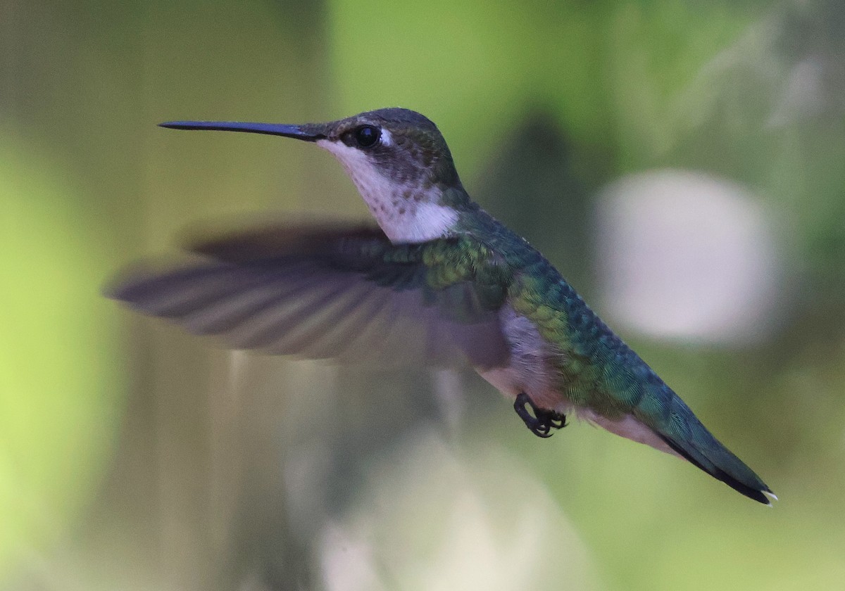 Рубиновогорлый колибри - ML644831232