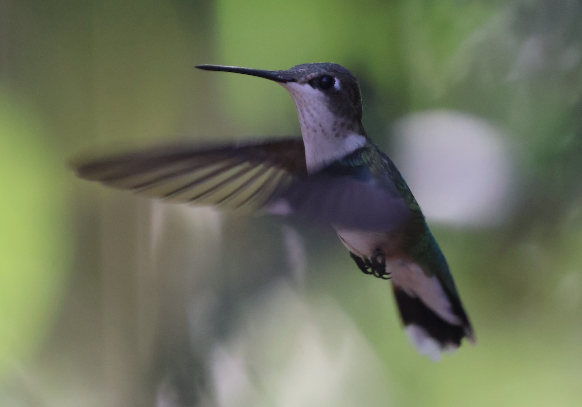 Рубиновогорлый колибри - ML644831237