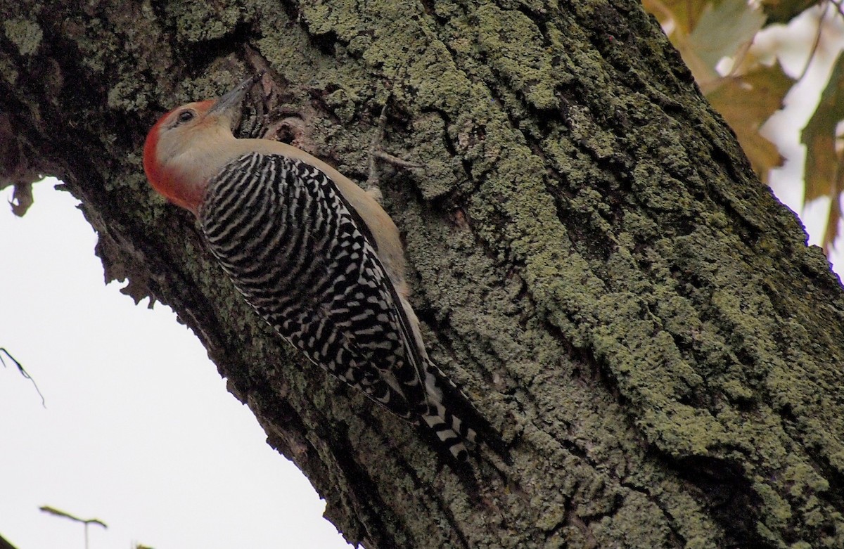 Carolinaspecht - ML644831239