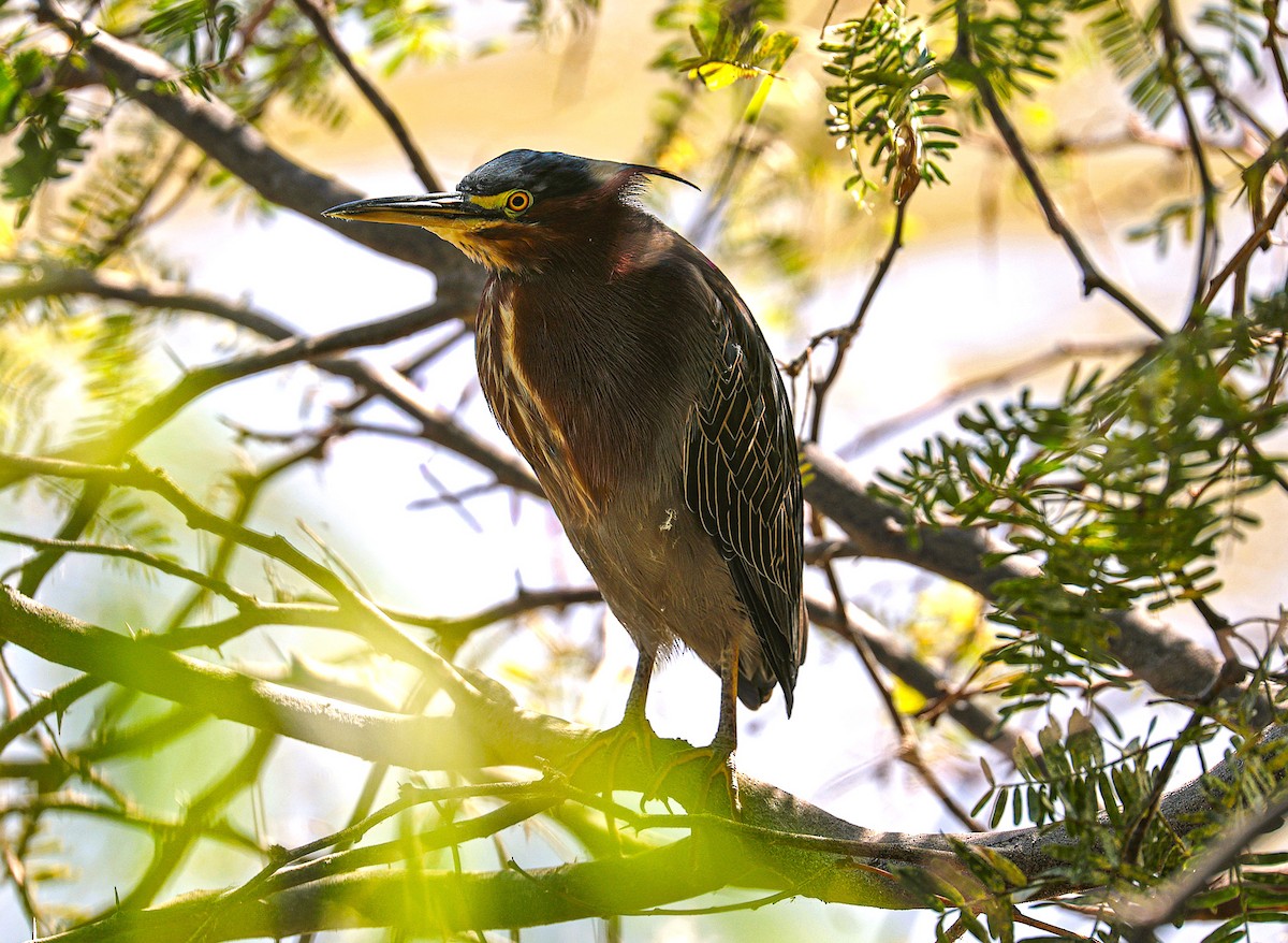 Green Heron - ML644831241