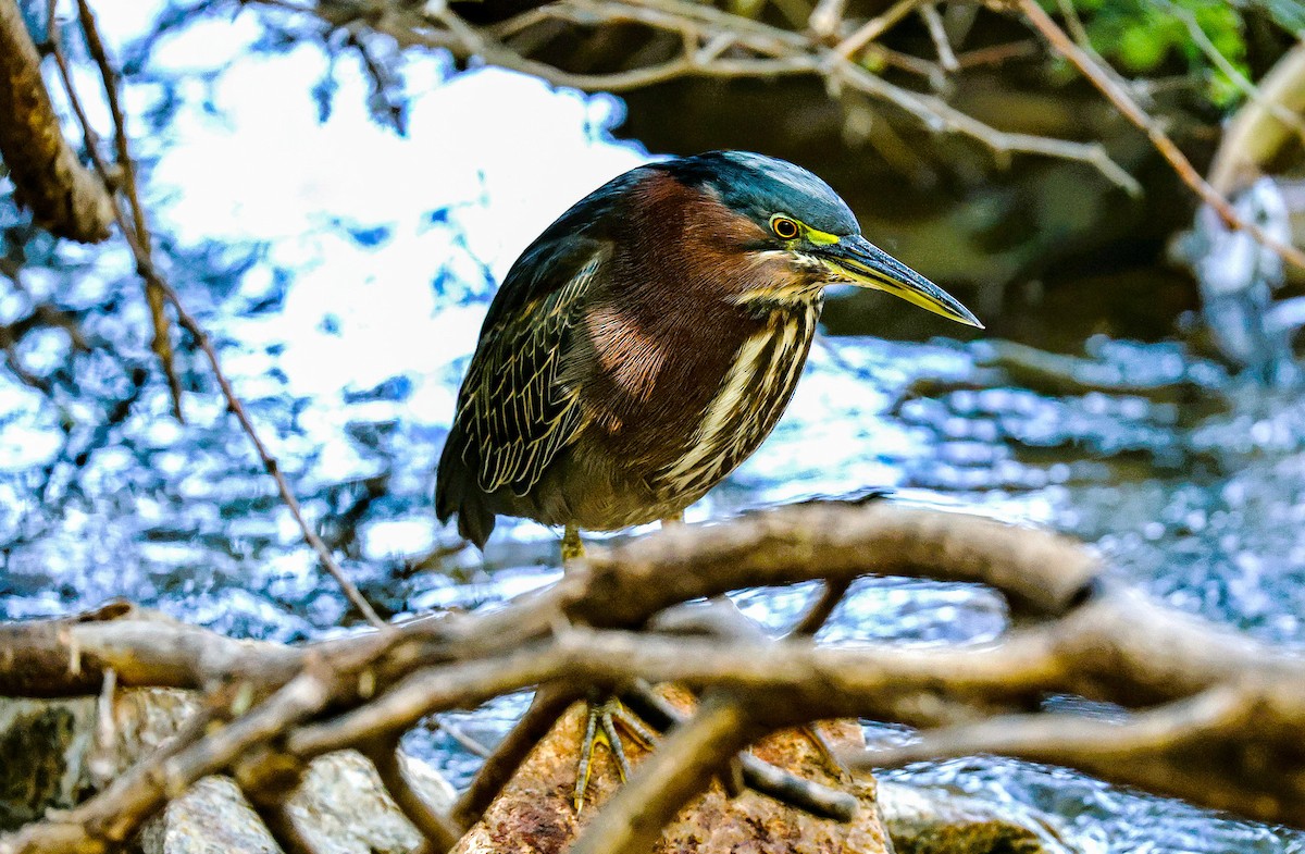 Green Heron - ML644831242