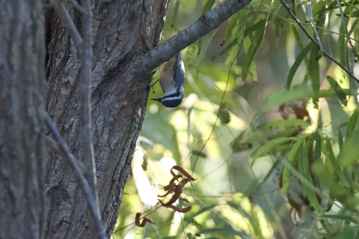 Red-breasted Nuthatch - ML644831253