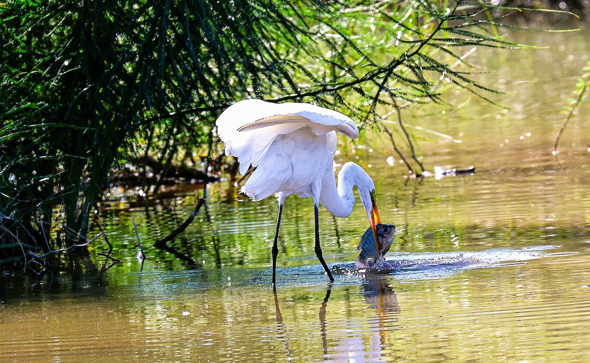 Great Egret - ML644831261