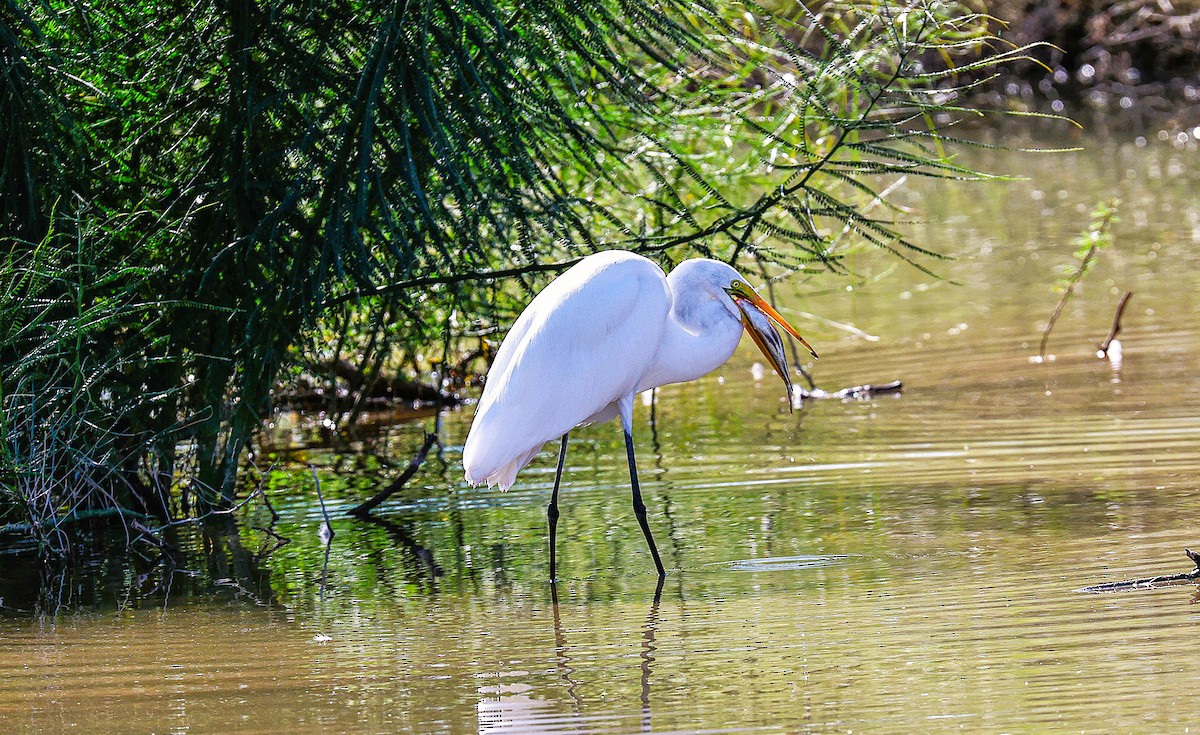 Great Egret - ML644831262