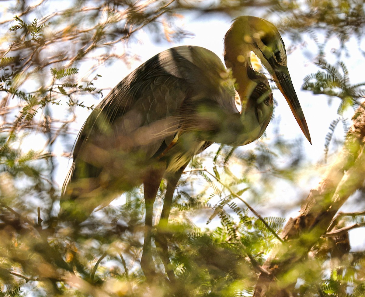Great Blue Heron - ML644831287