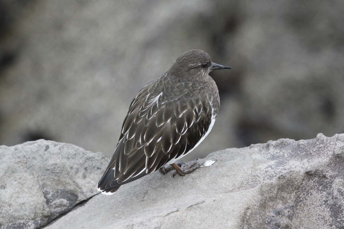 Black Turnstone - ML644831291