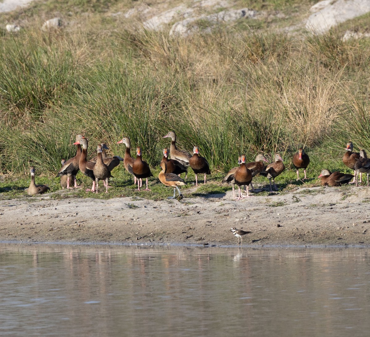 Black-bellied Whistling-Duck - ML644831302