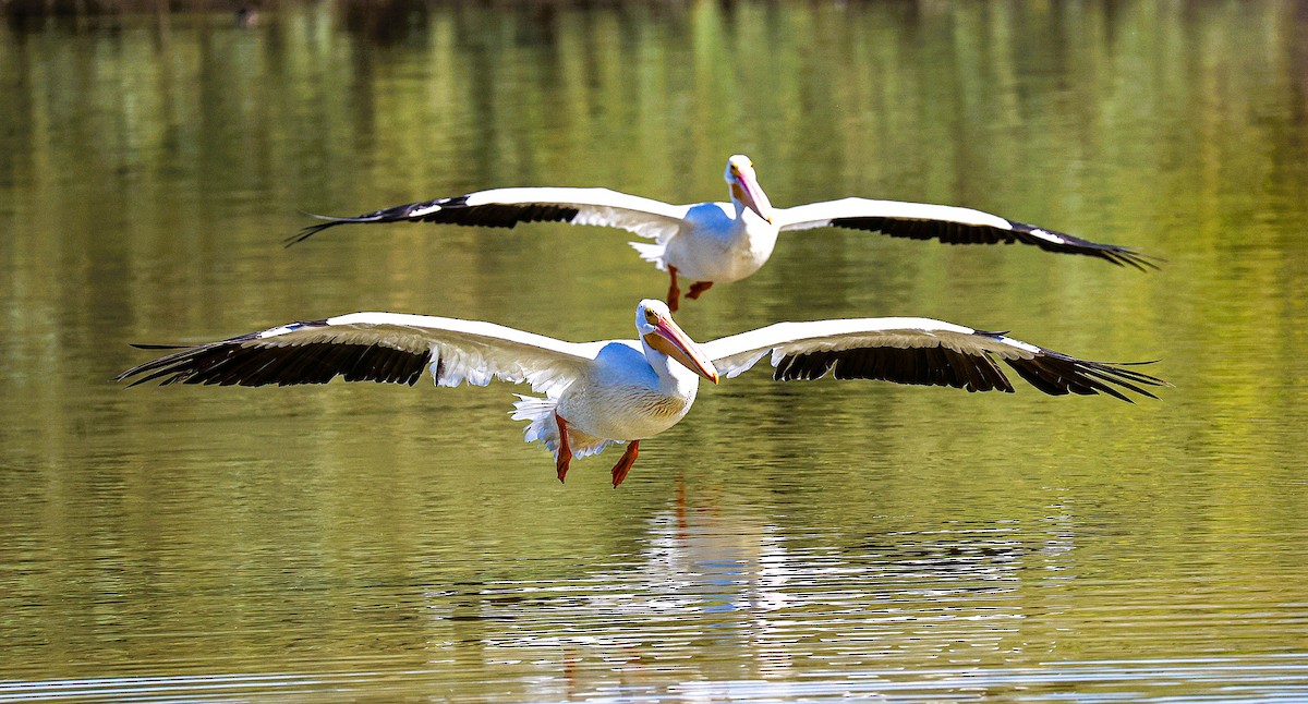 American White Pelican - ML644831306