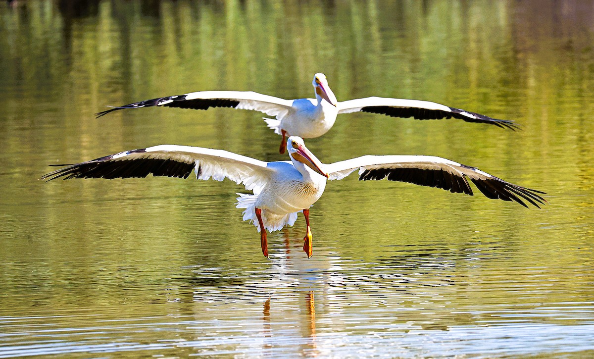 American White Pelican - ML644831307
