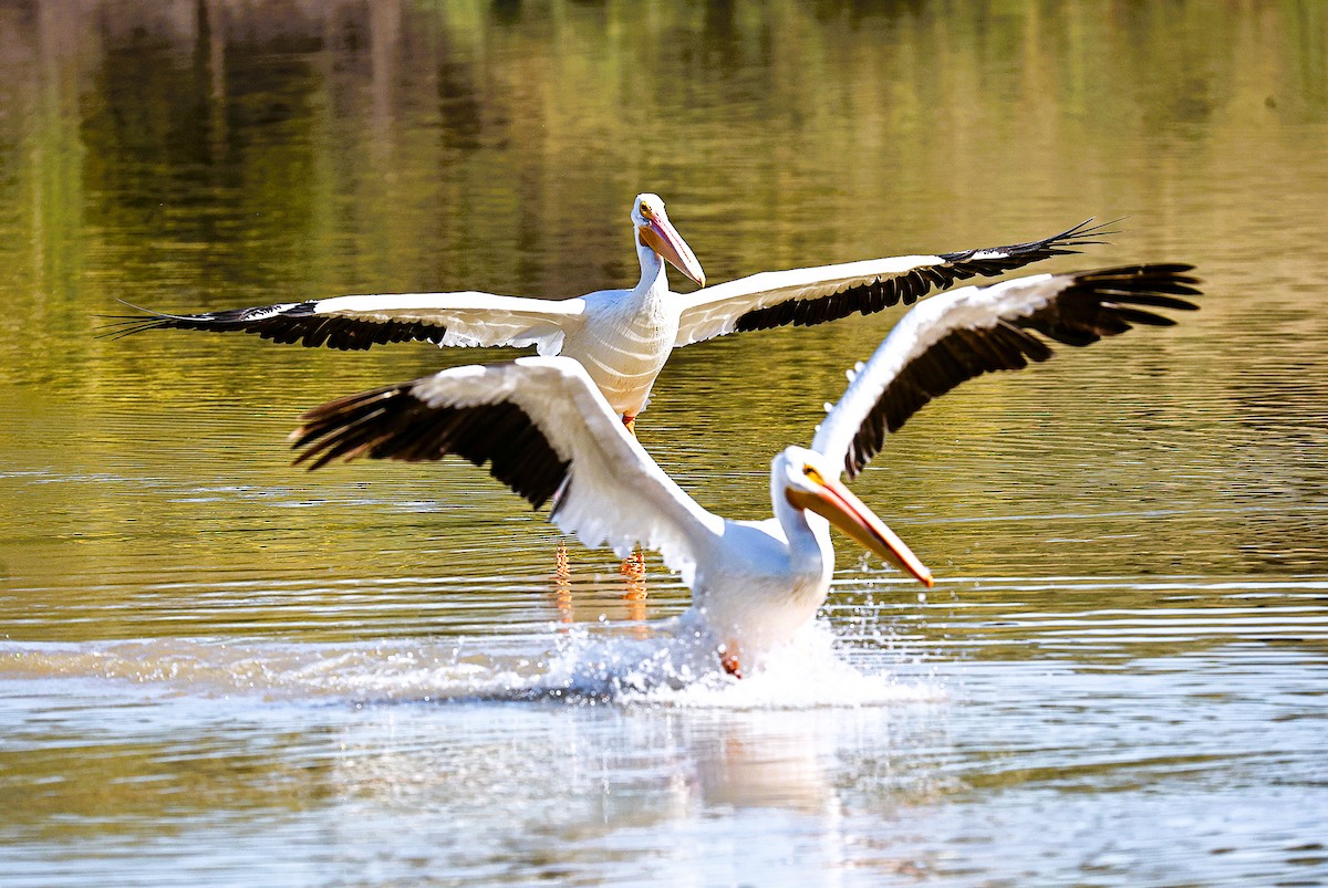 American White Pelican - ML644831308