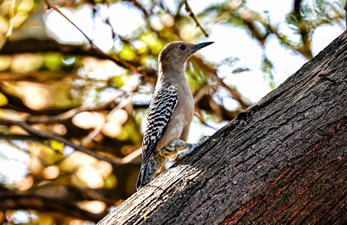 Gila Woodpecker - ML644831318