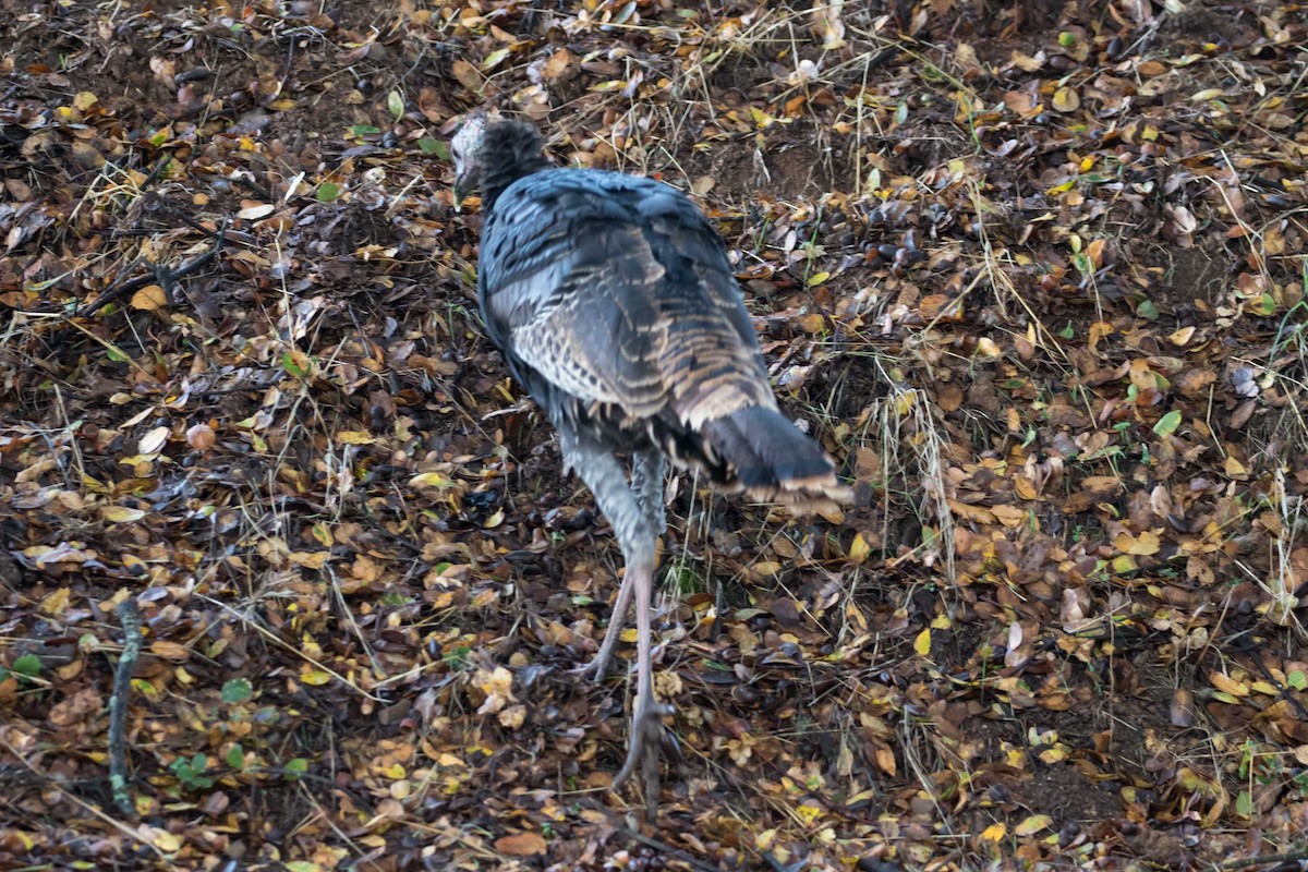 Wild Turkey - ML644831322