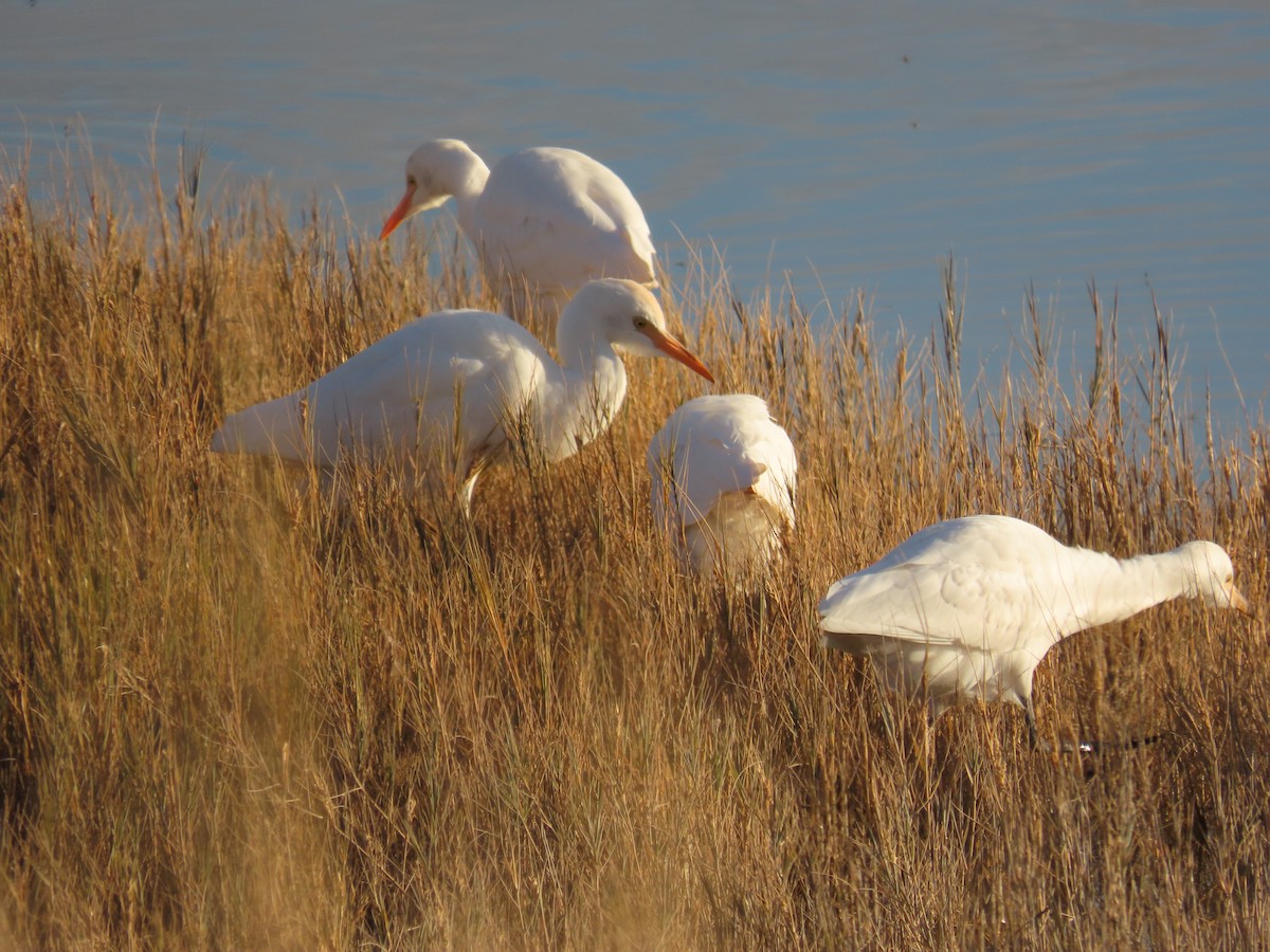 Airone guardabuoi - ML644831346