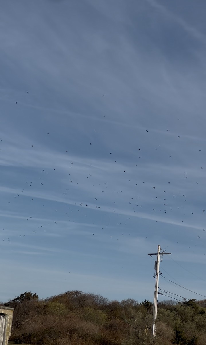 Tree Swallow - ML644831347