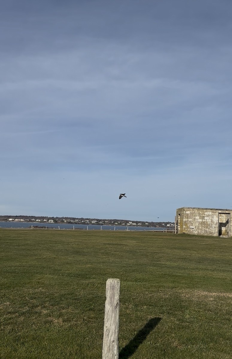 Tree Swallow - ML644831348