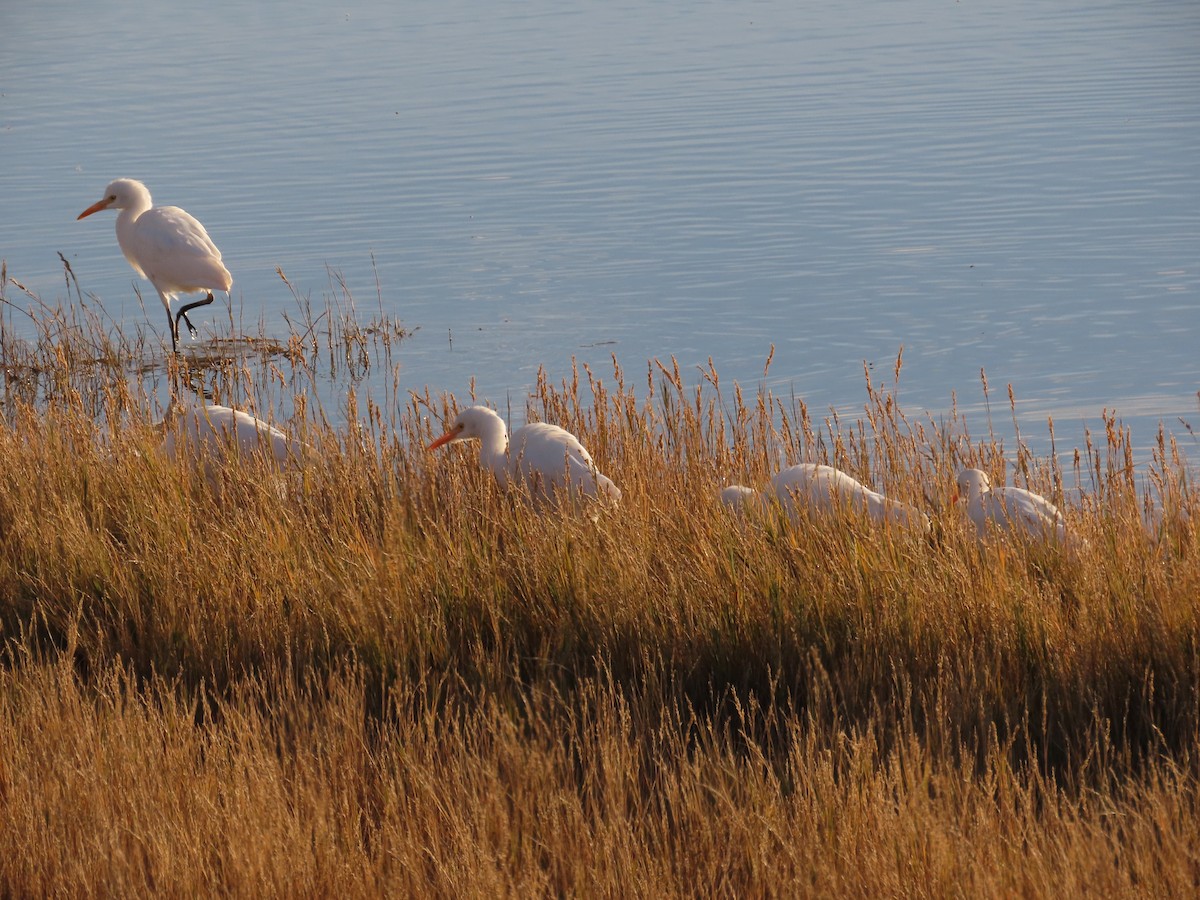 Airone guardabuoi - ML644831355