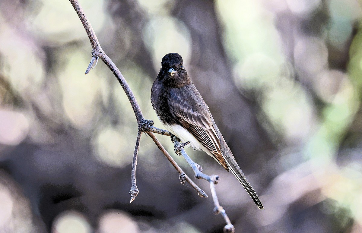 Black Phoebe - ML644831359