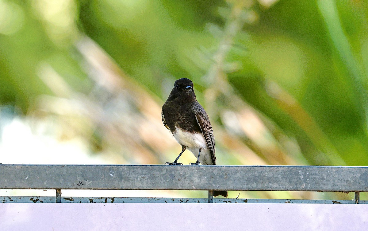 Black Phoebe - ML644831362
