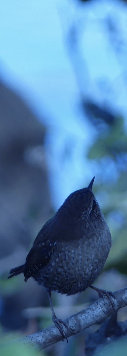 Winter Wren - ML644831369