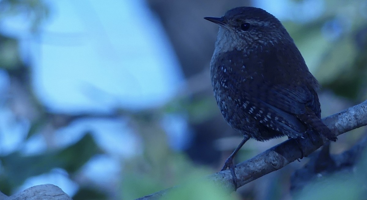Winter Wren - ML644831370