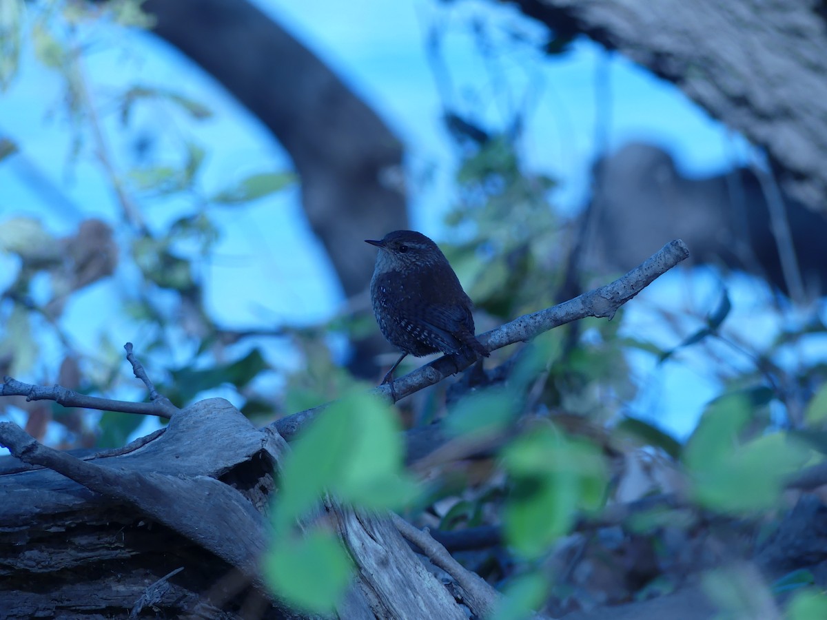 Winter Wren - ML644831371