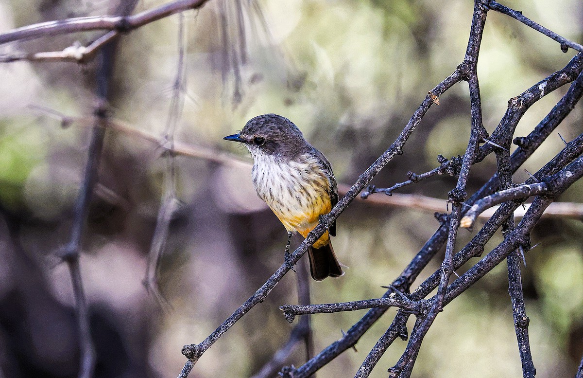 Vermilion Flycatcher - ML644831398