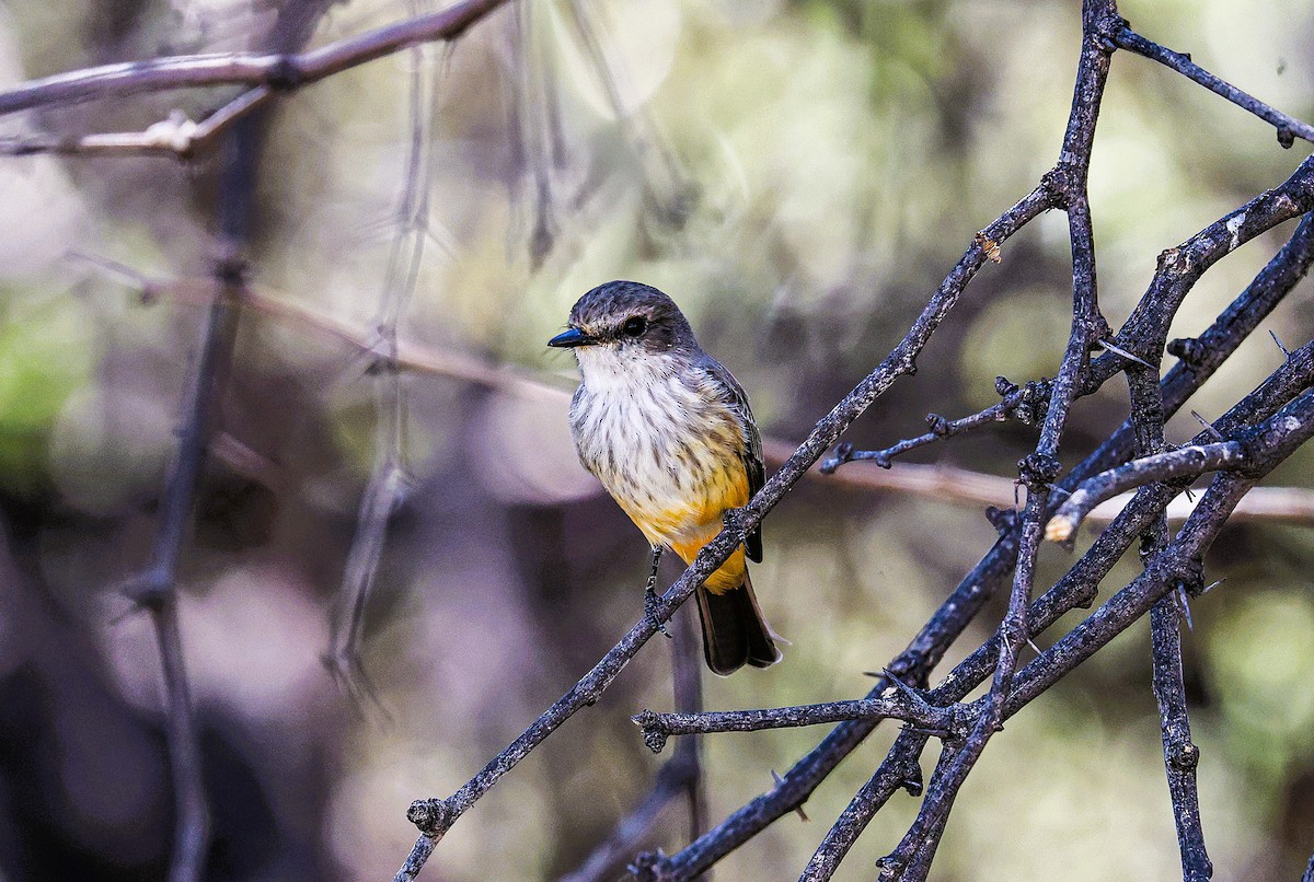 Vermilion Flycatcher - ML644831399