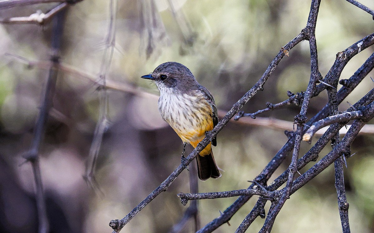Vermilion Flycatcher - ML644831400