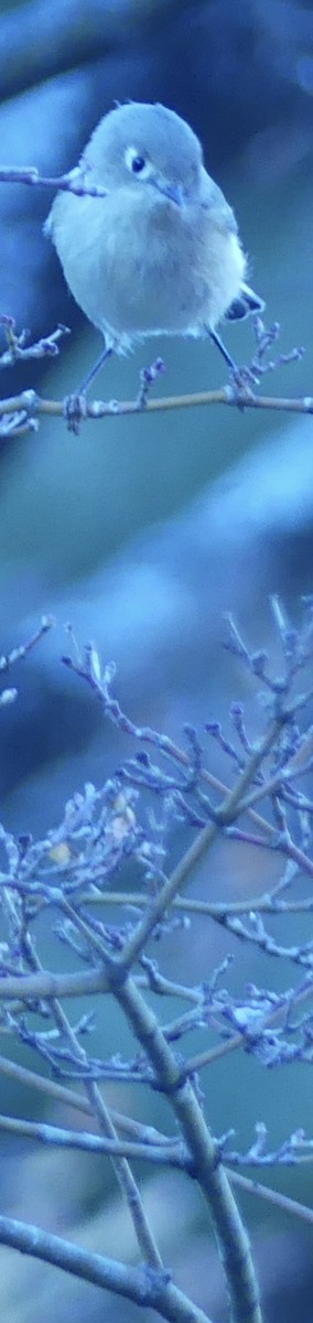 Ruby-crowned Kinglet - ML644831410