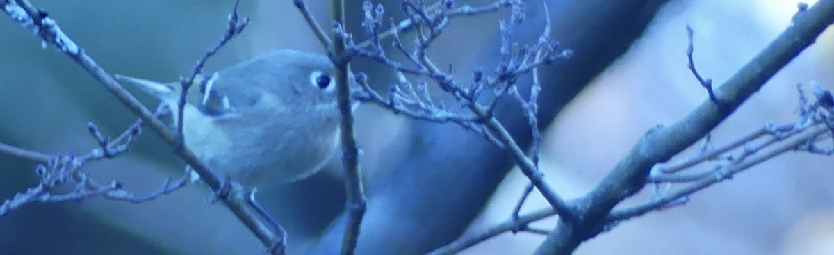 Ruby-crowned Kinglet - ML644831411