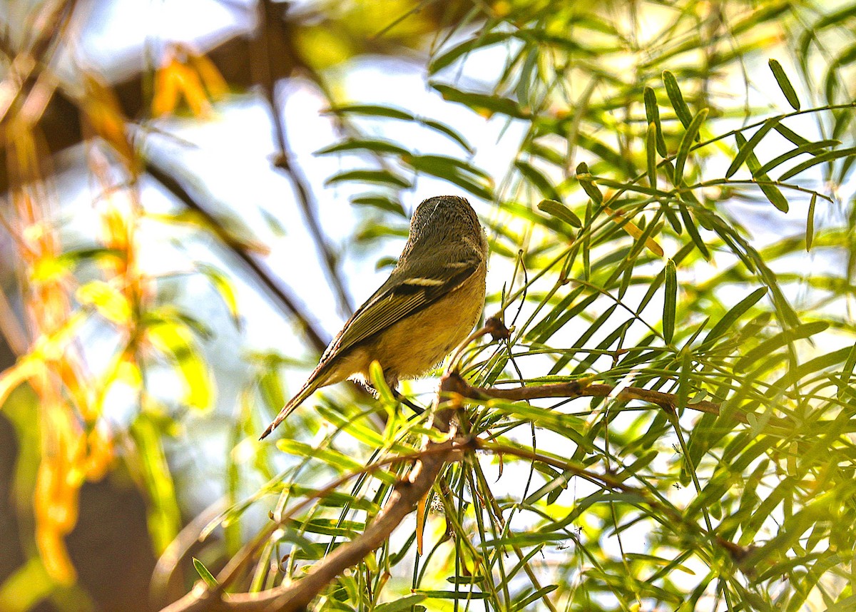 Ruby-crowned Kinglet - ML644831412