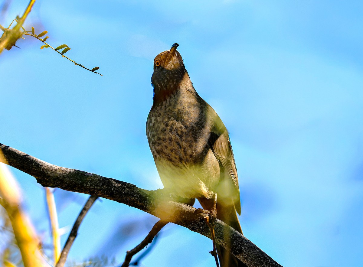 Curve-billed Thrasher - ML644831419