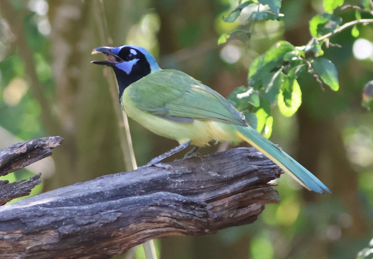 Geai vert - ML644831420