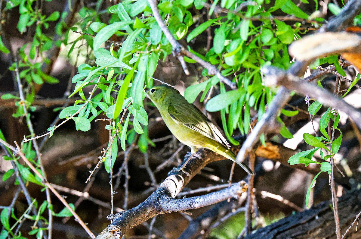 Orange-crowned Warbler - ML644831424