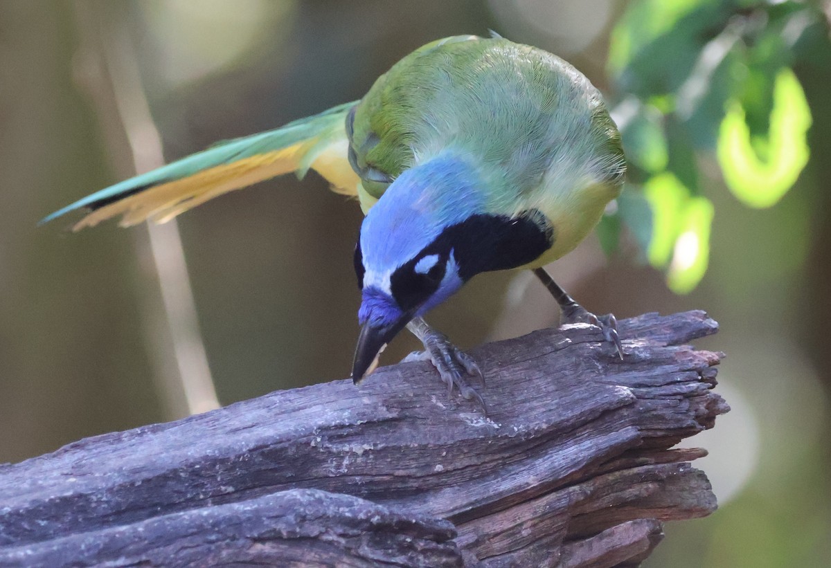 Geai vert - ML644831425