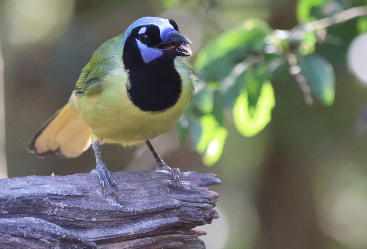 Geai vert - ML644831428