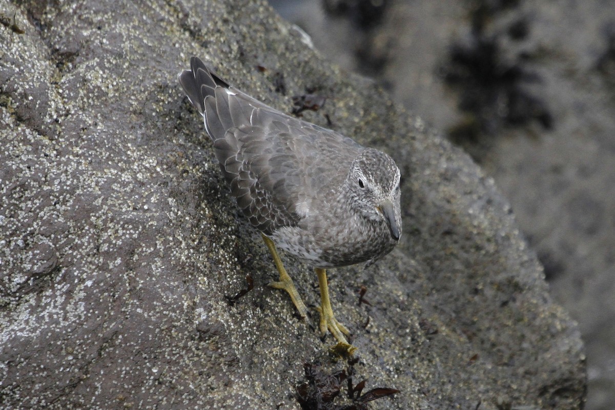 Surfbird - ML644831430